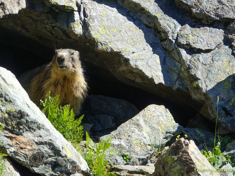 Pralognan la Vanoise