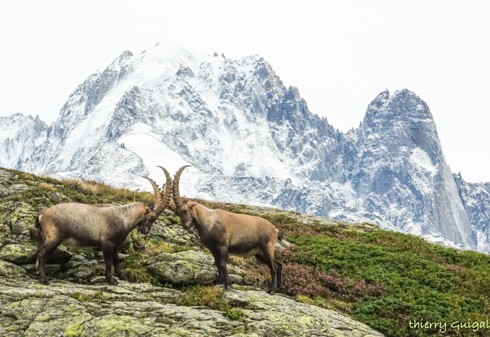 Pralognan la Vanoise