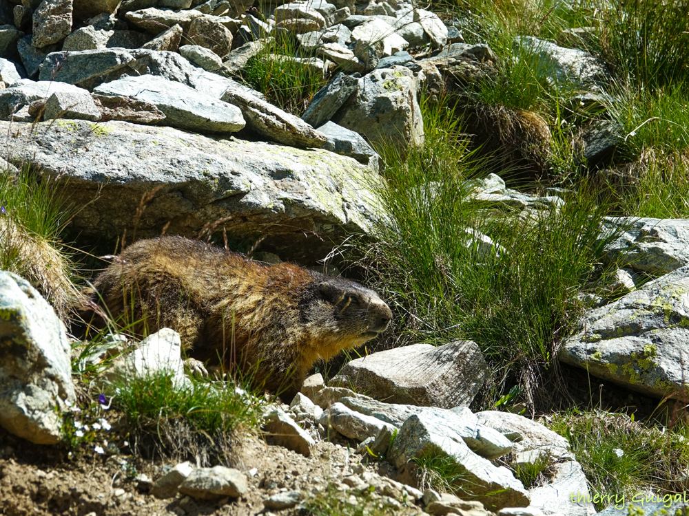 Pralognan la Vanoise