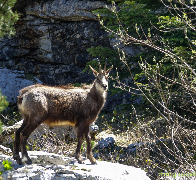 Pralognan la Vanoise