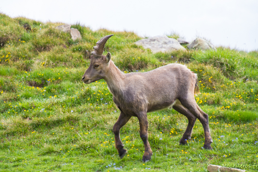 Pralognan la Vanoise