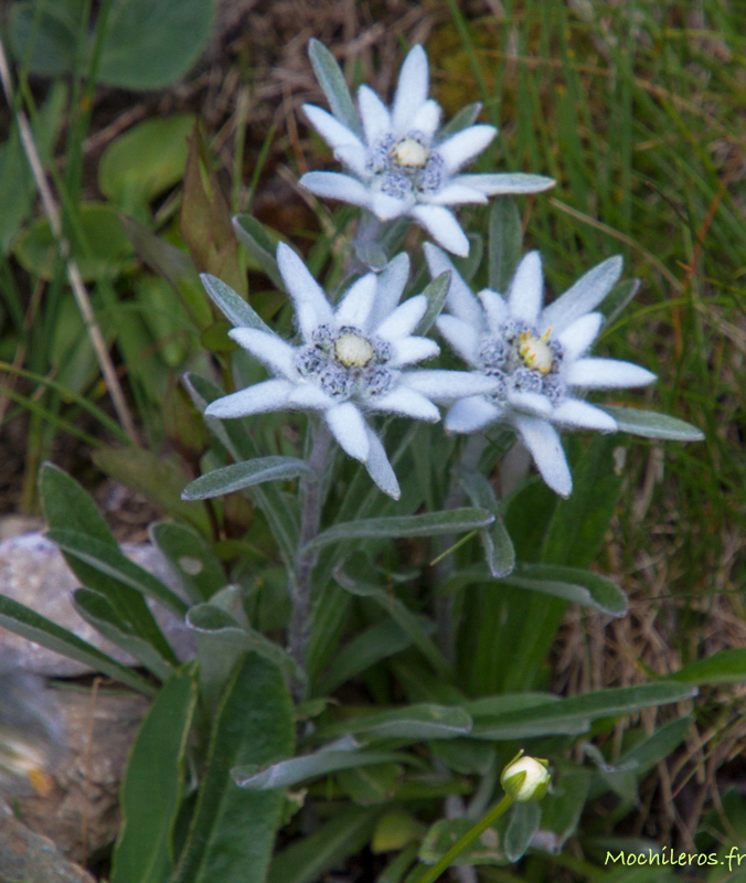 Pralognan la Vanoise