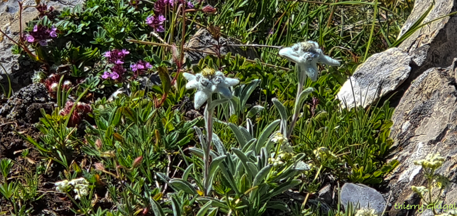 Pralognan la Vanoise