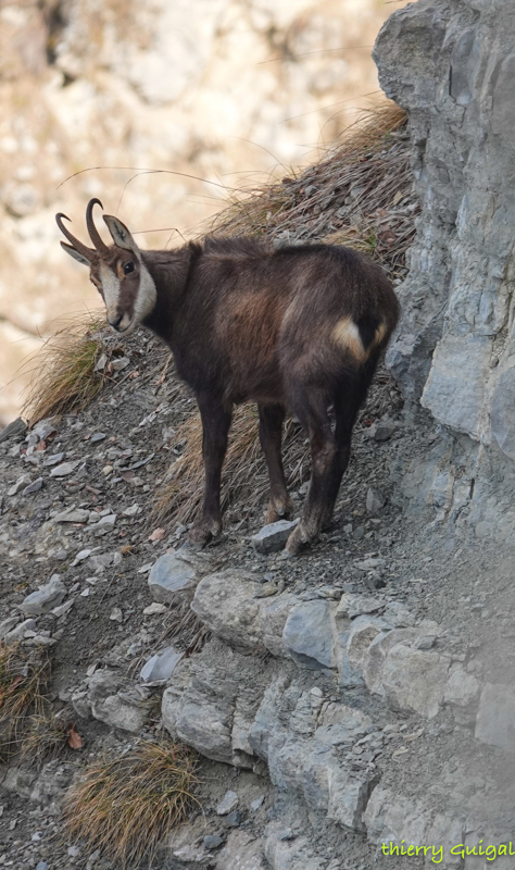 Pralognan la Vanoise